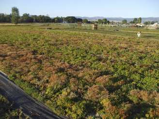 Área agrícola no oeste de Montana, EUA 
19/11/2009
REUTERS/Laura Zuckerman
