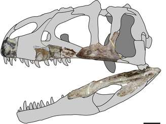 Reconstrução de crânio de dinossauro cujo fóssil foi encontrado na Tailândia
09/10/2019 Soki Hattori e Duangsuda Chokchaloemwong/Divulgação via REUTERS
