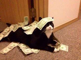 Gato preto e branco deitado no chão e em sua volta muitas notas de dinheiro. - Desconhecido.