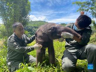 Filhote de elefante é resgatado depois de se separar de manada