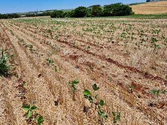 Plantação de soja danificada pela seca