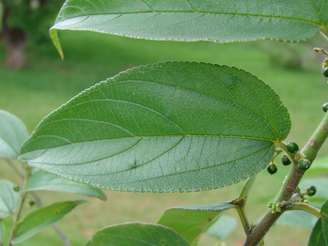 Trema micrantha Blume  é uma espécie nativa brasileira que produz canabidiol e pode ajudar a ampliar o uso médico da substância no Brasil