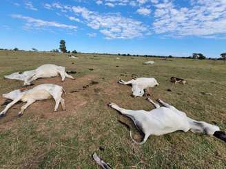 Mais de mil cabeças de gados morrem de frio em MS