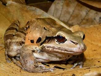 Espécie sofre ameaças naturais e também intervenções humanas. (Fonte: StudyFinds)