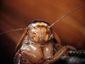 Clima e ambiente podem influenciar a presença desse bichinho que tem mais de 4 mil espécies. 