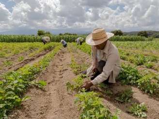 Imagem mostra um homem, em primeiro plano, cultivando alimentos orgânicos em uma grande horta, enquanto outras três pessoas aparecem em segundo plano realizando a mesma tarefa.