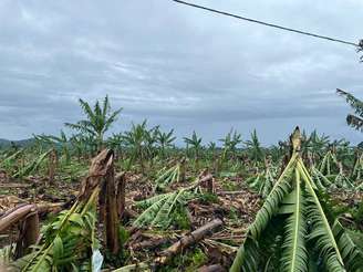 Tempestade atingiu 500 hectares de plantação; Vale do Ribeira tem a maior produção de banana no Brasil