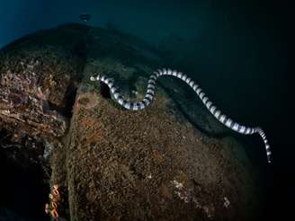 Imagem mostra serpente marinha em seu habitat. 