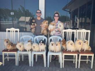 Cerca de 20 lulus-da-pomerânia fugiram de canil em Santa Catarina