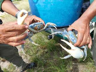 Ibama multa restaurante de PE em R$ 1,6 milhão por oferecer guaiamum, espécie de caranguejo ameaçada de extinção