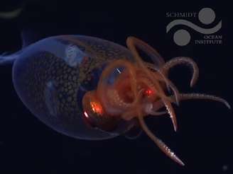 Lula colossal pode chegar a pesar mais de 500 quilos, segundo aposta de pesquisadores marinhos consultados pelo Schmidt Ocean Institute.