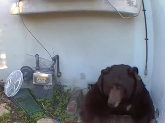 Urso 'contorcionista' foi flagrado em porão de casa nos EUA