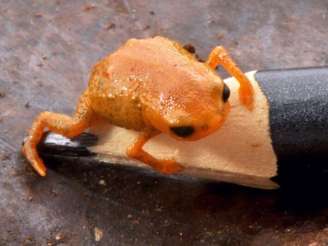 Pesquisadores batizam nova espécie de anfíbio da Mata Atlântica em homenagem ao presidente Lula