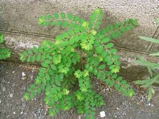 Veja benefícios da planta medicinal e como ela ajuda na saúde dos rins