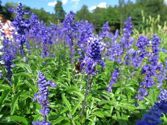 Confira como a lavanda é benéfica