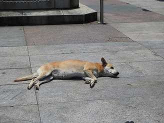 Entre ruas e gerações, a mistura genética molda um cão resistente, equilibrado e surpreendentemente comum – Wikimedia Commons/Sturm