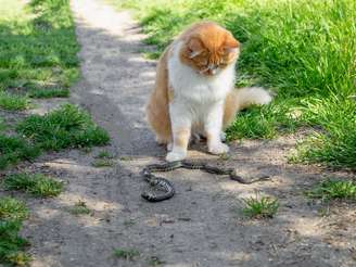 Gato E Cobra
