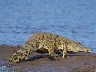 Crocodilo