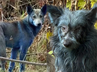 Mutação, Tinta ou IA? O mistério dos cães de pelo azul encontrados em Chernobyl intriga a ciência e ONGs de resgate