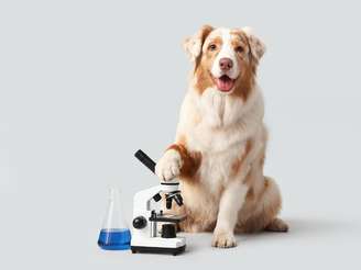 Cão ao lado de um microscópio de laboratório.