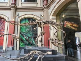 Fossil De Dinossauro No Museu