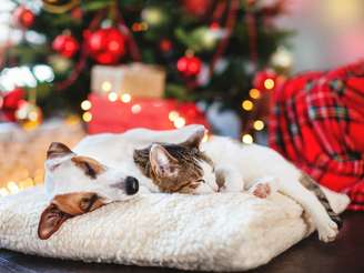 Veja quando é hora de ligar o alerta para o excesso de sono do seu pet