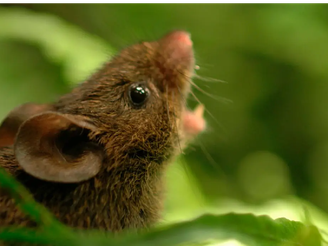 Alston S Singing Mouse