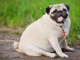 Cachorro Gordinho
