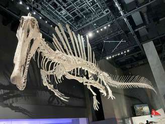 Montagem do esqueleto do Spinosaurus no Museu de Dinossauros da Prefeitura de Fukui. Palaeotaku, CC BY-NC