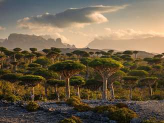 Socotra