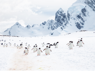 Antartica