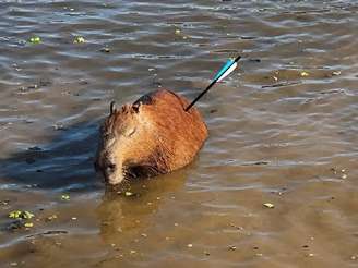 Animal morreu após ser resgatado na Represa Guarapiranga.