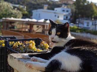 Gato