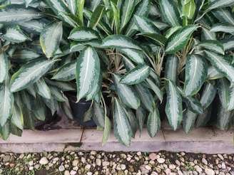 Algumas plantas são associadas à proteção, equilíbrio e prosperidade