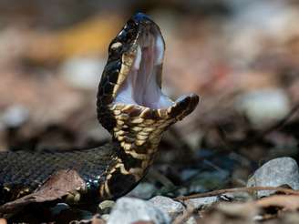 Cobra Cottonmouth