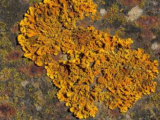 Liquen Xanthoria Elegans