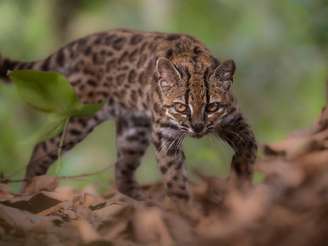 Leopardus Tilcayo
