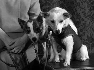 Cadelas Belka E Strelka