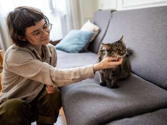 Cat Sitter 1