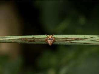 Dicranopalpus Ramosus 1