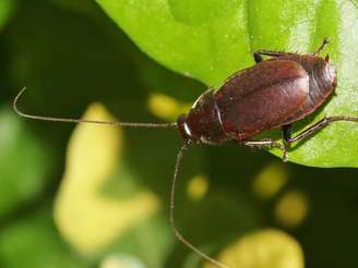 Barata
