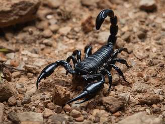 Escorpiao