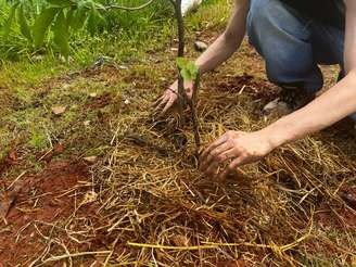 Mudas de árvores frutíferas são plantadas em São Paulo; objetivo é contribuir com alternativas para enfrentar as mudanças climáticas