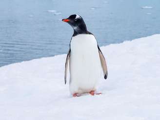Pinguim Gentoo