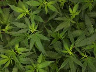 Não é pensamento lento: estudos dos EUA detectaram síndrome severa ligada ao consumo de cannabis