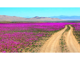 Desierto Florido