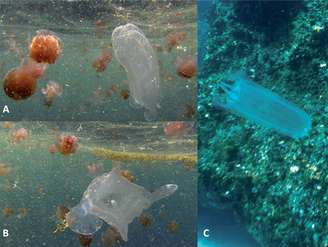 Novas espécies de água-marinha foram encontrados no oeste da Austrália