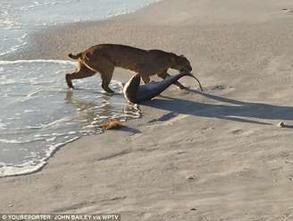 Segundo Bailey, o felino foi até o mar buscar sua presa, arrastando o tubarão por alguns metros na praia