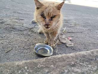 Gata Esmeralda vive em Barbacena (MG) e pode ter quase 29 anos