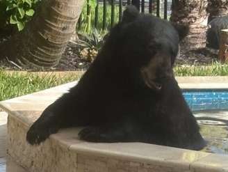 Urso negro durante visita a hidromassagem de uma casa na Flórida